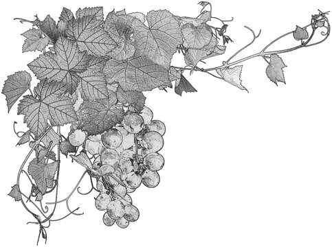 Grappe de raisin et pampres de vigne 
