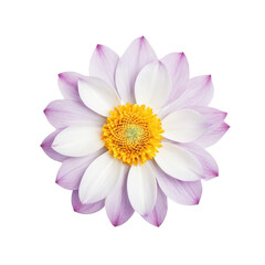 a flower with a yellow center and purple and white petals.
