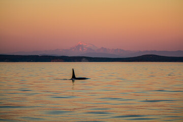 Male Southern Resident Orca, J32 (doublestuf) foraging the San Juan Islands at sunset © Thomas