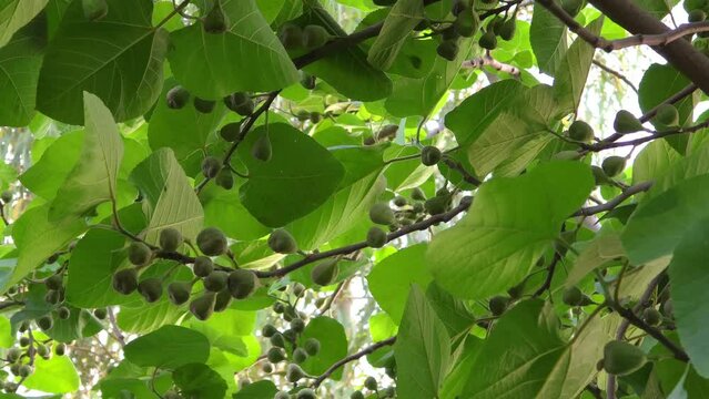 Fig fruit on a fig tree branch. Green fig on the tree, 4k clip in nature 