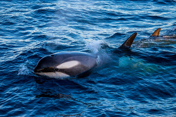 Adult male type B orca surfacing in the Bransfield Strait, Antarctic Peninsula  © Thomas