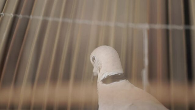 white dove in the cage. close up view of a dove's head