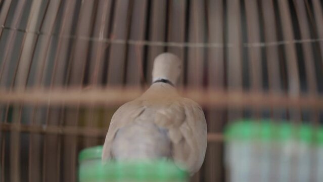 dove in a cage with a blurry background