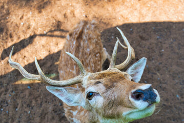 シカの餌やり　サファリパーク　カンチャナブリー・タイ　Safari Park at Kanchanaburi, Thailand