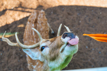 シカの餌やり　サファリパーク　カンチャナブリー・タイ　Safari Park at...