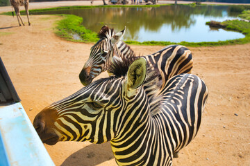 シマウマの餌やり　サファリパーク　カンチャナブリー・タイ　Safari Park...