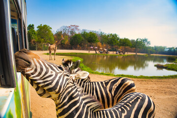 シマウマの餌やり　サファリパーク　カンチャナブリー・タイ　Safari Park...