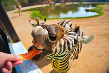 シマウマの餌やり　サファリパーク　カンチャナブリー・タイ　Safari Park...