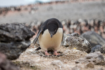 An Adélie penguin building their nest on Paulet Island in the Antarctic Sound, Antarctica © Thomas