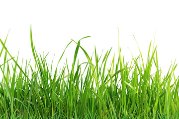 Natural grass on transparent background