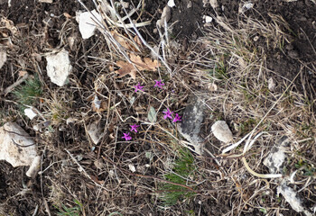the first spring flowers in nature at the edge of the forest, the revival of life