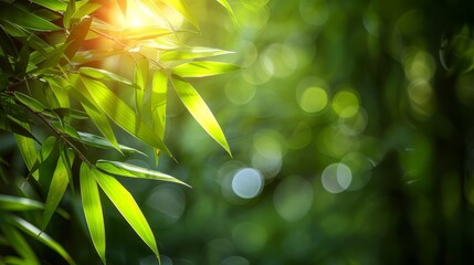   Bamboo plant close-up under sunlight through leaf