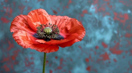   A red flower on a blue-red background with a blurry wall behind