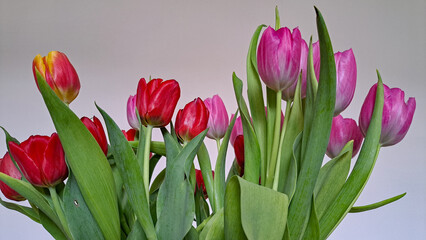 Bouquet of spring red and pink tulips on a gray background