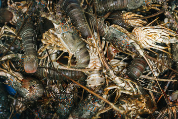 A Stack Full of Fresh Lobster