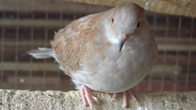 diamond dove (Geopelia cuneata) is sitting in Multan pet market for sale 4k close up