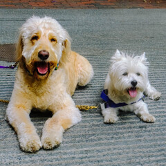 Double trouble but twice the fun!