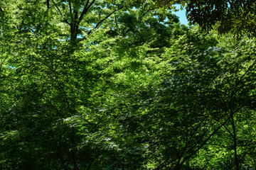 春・初夏・夏の太陽の日差しが降り注ぐ新緑の木々の森　葉の隙間から除くキラキラの木漏れ日　ゴールデンウィーク・アウトドア・キャンプ・夏休みのイメージ - obrazy, fototapety, plakaty