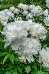 Big white peony flowers. Decorative white peony flowers blooming in the garden.