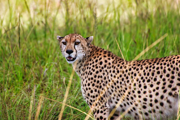 A lone female Cheetah looks out for game in the vast grasslands of Maasai Mara, Kenya, Africa