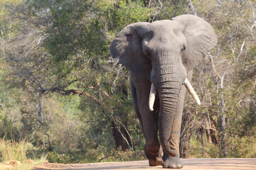 Elephant walking