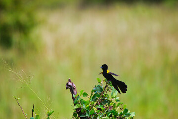 Yellow mantled Widowbird on a bush in Maasai Mara, Kenya, Africa