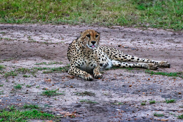 Close up of a Young Cheetah Male in Maasai Mara, Kenya, Africa
