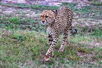 Obraz premium Close up of a Young Cheetah Male in Maasai Mara, Kenya, Africa