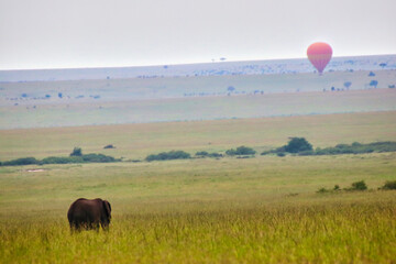 A Lone African elephant in the early morning against the backdrop of a Balloon Safari in the Maasai...
