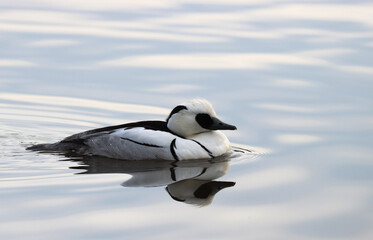 Smew