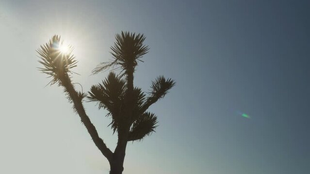 Sun burst star shape rays behind a yucca tree