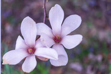 Wunderschöne Blüten einer Magnolia