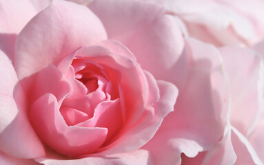 Pink rose flower. Macro flowers background for holiday design. Soft focus