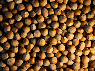 Many hazelnuts in shell. Natural background. 