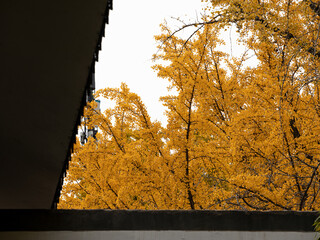Golden ginkgo in autumn