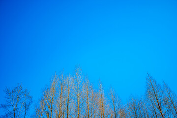 Hongcun Town, Huangshan City-Hongcun Scenery