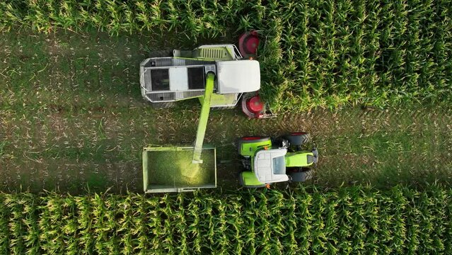 Combine harvester unloads corn silage onto tractor trailer, drone top down slomo