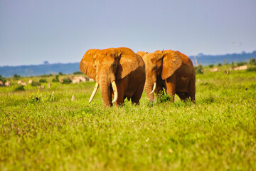 A pair of two magnificient Tsavo Elephants coated in the characteristic Tsavo Red clay colors at Tsavo East National Park, Kenya, Africa