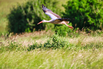 A White Stork soars on its way to landing at a pool in Tsavo East National Park, Kenya, Africa