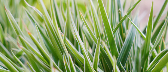 Banner for website, desktop, wallpaper, copy space for text and advertising, blank, empty, free space. Nature wallpaper. Tropical leaves texture 21:9