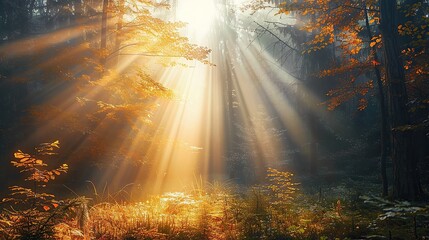 Sun beams in an autumn morning forest. copy space for text.
