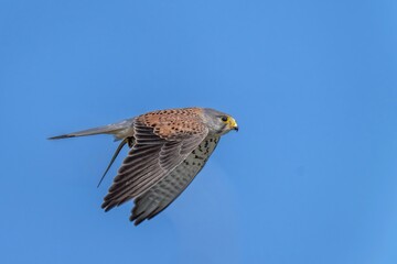 青空バックに獲物をつかんで飛ぶ繁殖期のチョウゲンボウ オス
