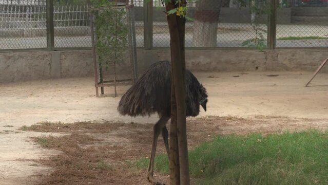 Emu bird in DG.Khan zoo. Emu bird (Dromaius novaehollandiae) inside the DG.Khan zoo park. Beautiful Emu walking clip. Footage of an Emu Bird's Natural Behavior in a zoo park. Beautiful 4K Footage.