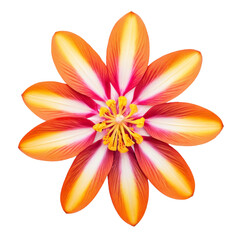 orange flower with yellow center