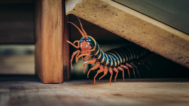 Unwanted Pests in Living Spaces. 
