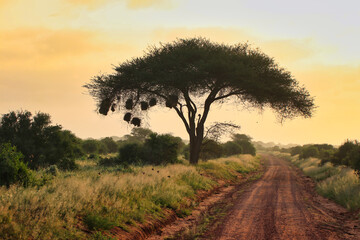 Evening sun lights up the dusty safari game trails of the vast Tsavo East National Park, Kenya, Africa