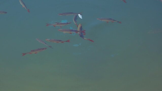 Small freshwater fish swim and play in sunny weather in a pond or in a river