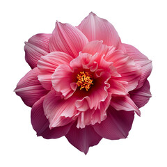 Close-Up of a Vibrant Pink Dahlia Flower Isolated on White