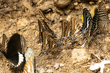 different butterflies on the wet ground.