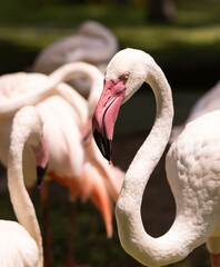 pink flamingo birds in nature.